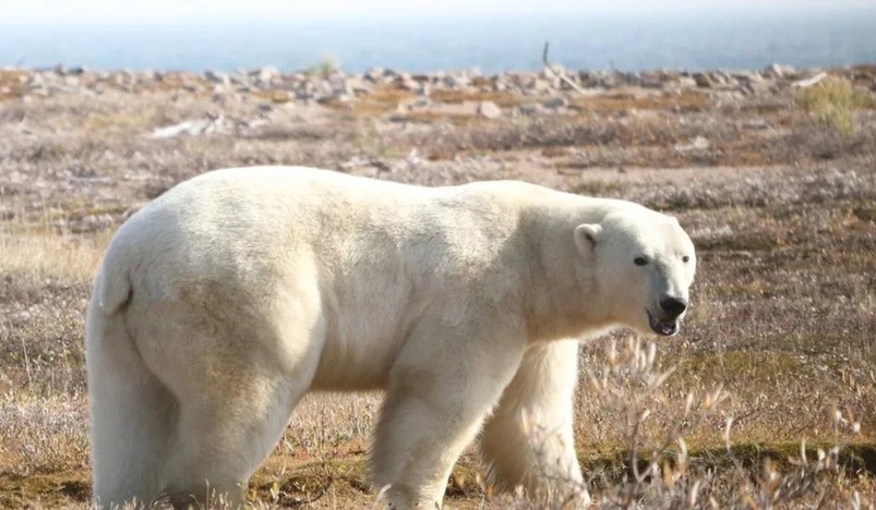 Polar Bears face starvation threat as ice melts